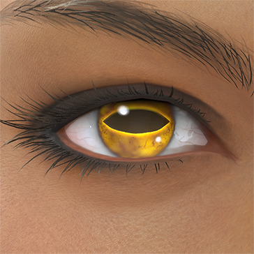 T_UI_CUS_CH_item_cat_eye_toad